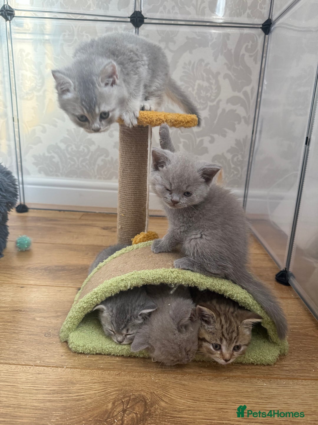 British Shorthair cats for sale: Pedigree British shorthair kittens ready in 2 week - Image 5