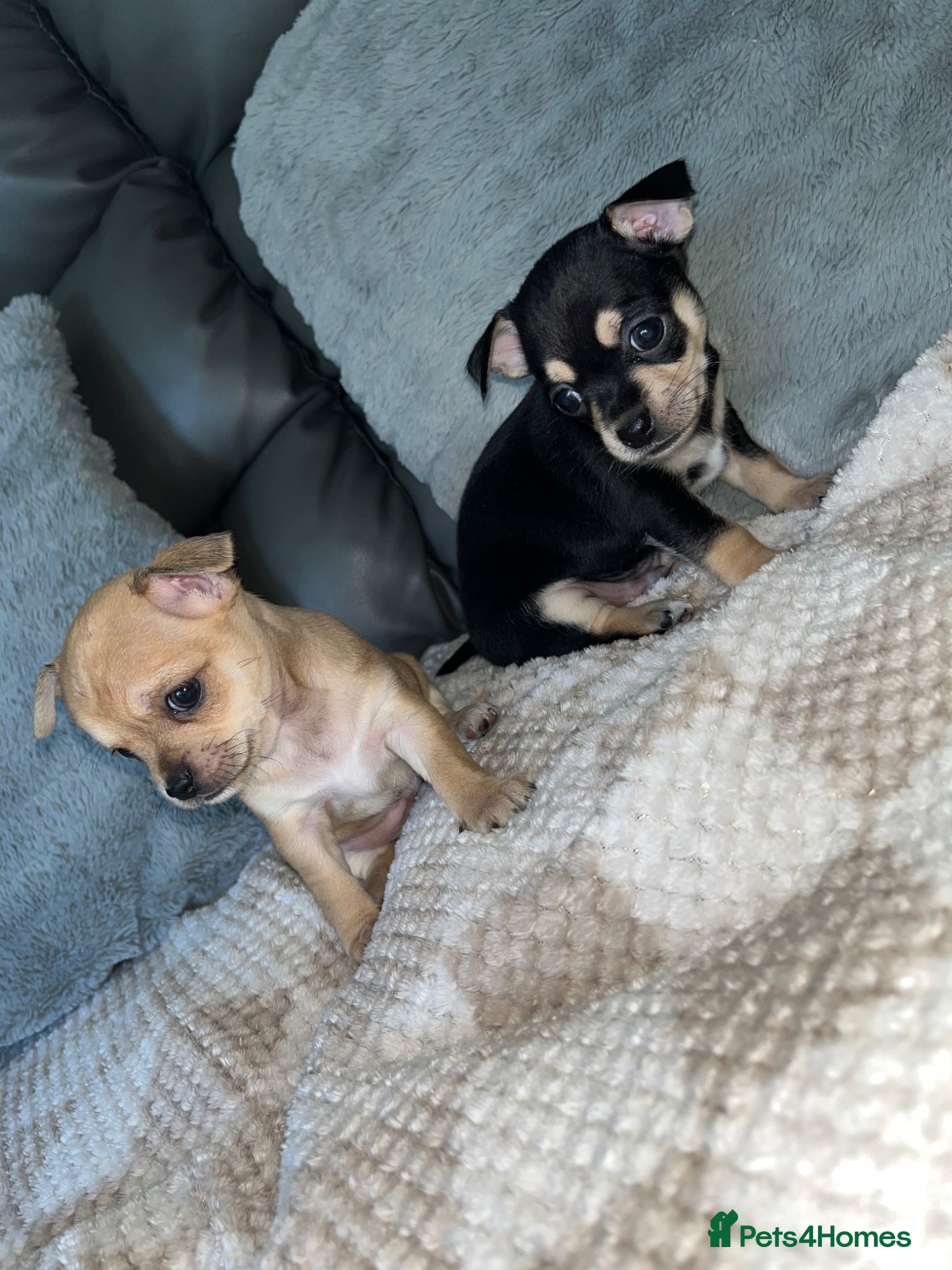 Chihuahua dogs Chihuahua Puppies  - Advert 6