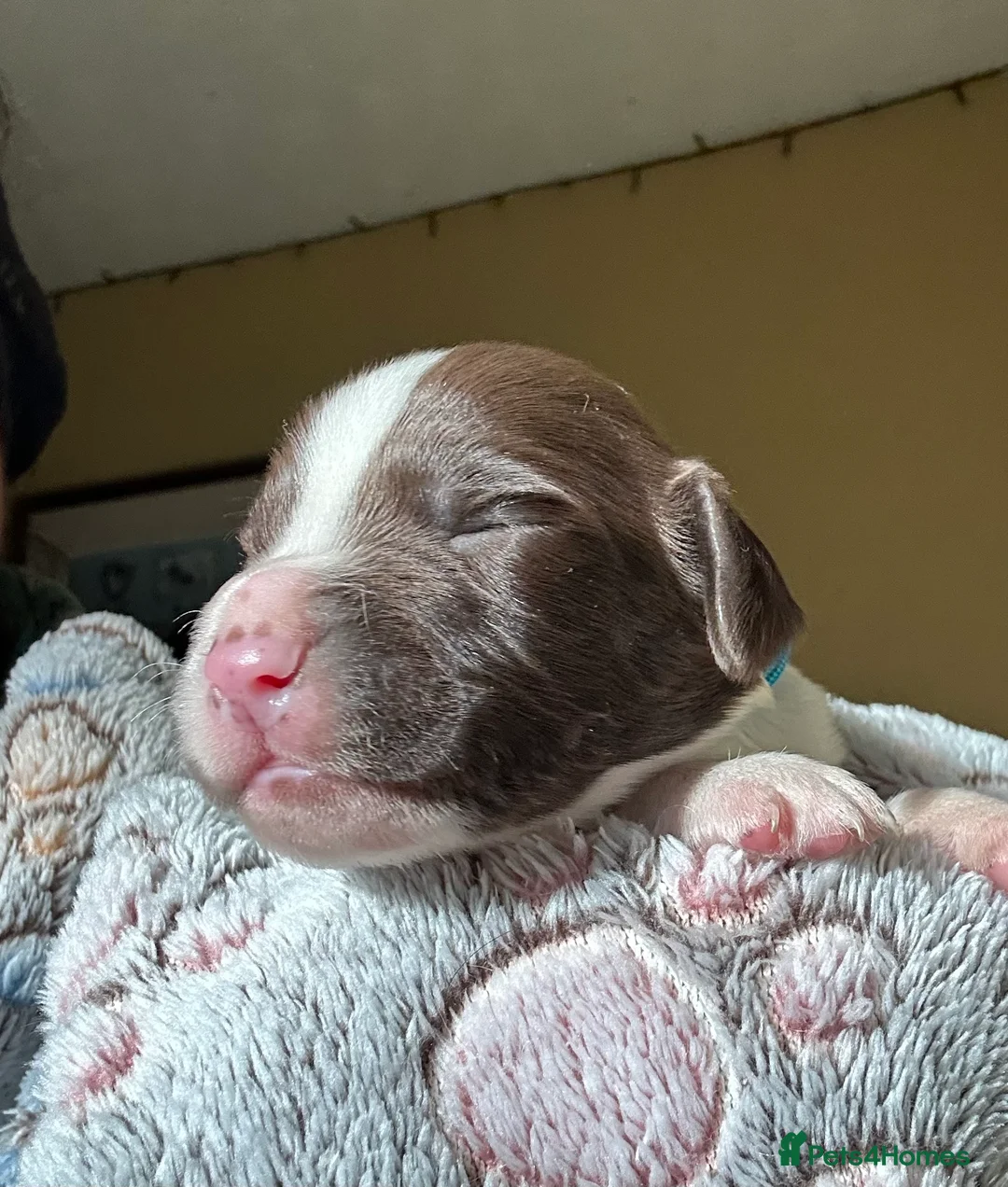 English Springer Spaniel dogs for sale: Stunning KC Reg ESS puppies with FTCH sire. - Advert 15