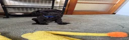Great Dane dogs for sale: Ready now! Beautiful KC Great Dane puppies  - Advert 5