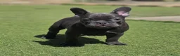French Bulldog dogs for sale: REDUCED Stunning French Bulldog Pups  - Advert 23