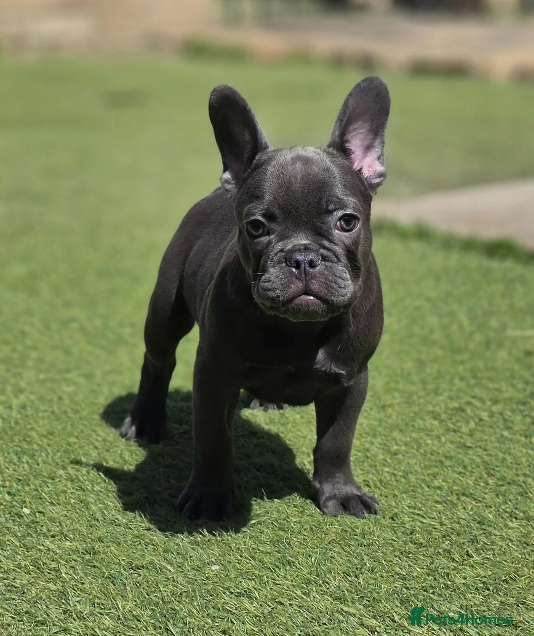 French Bulldog dogs for sale: Last Blue Boy Remaining - Advert 2