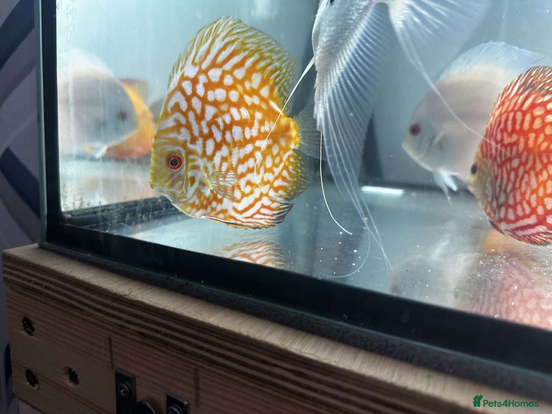 Discus fish for sale: 4 Discus and 4 angelfish  - Image 2