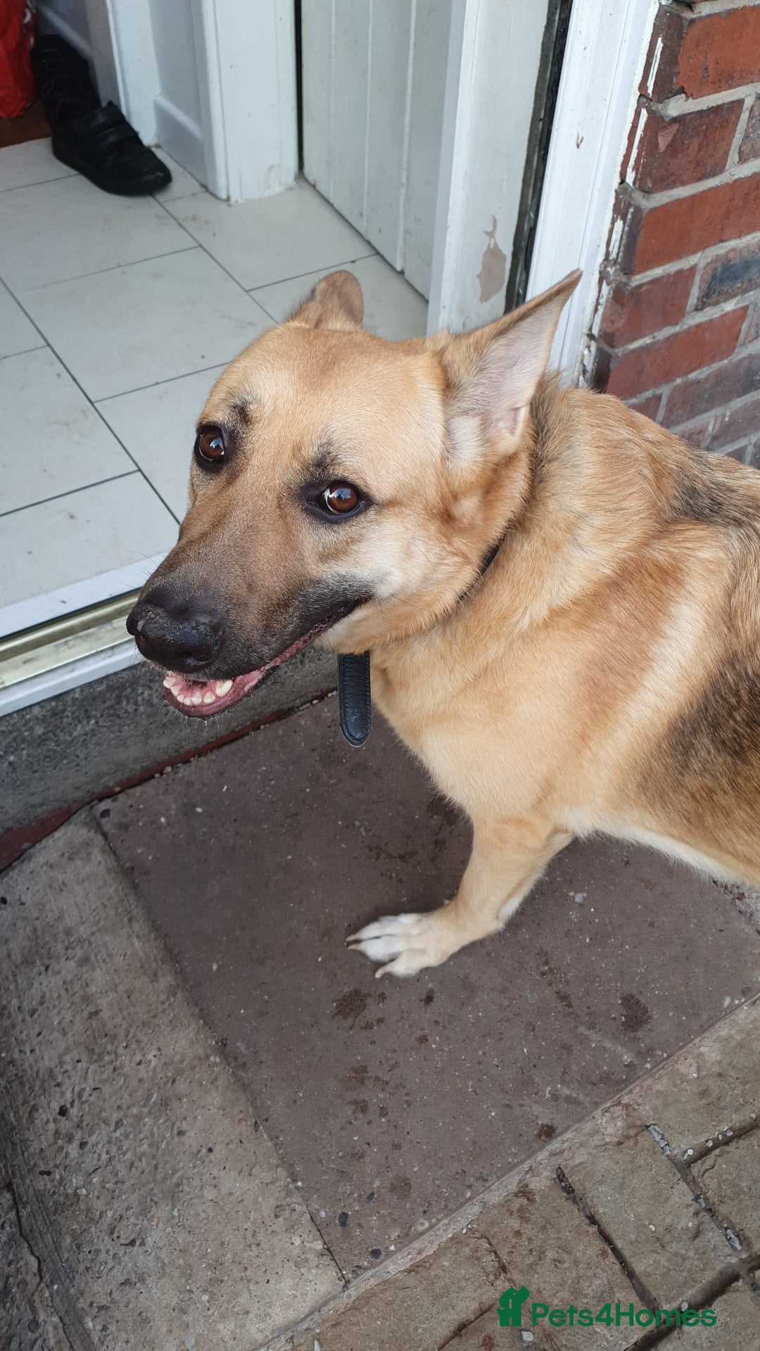 German Shepherd dogs for sale: German shepherd great pet. - Advert 2