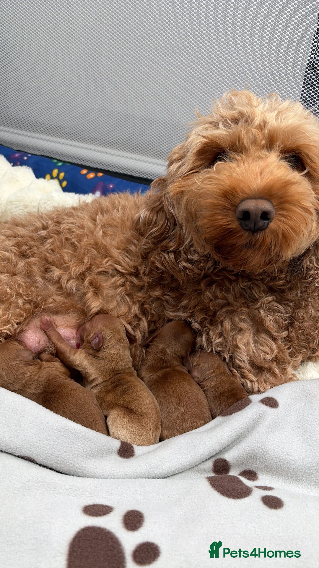 Cockapoo dogs for sale: Cockapoo in Manchester - Advert 1