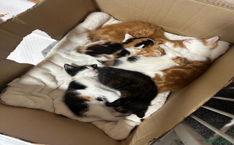 Norwegian Forest Cat cats - Advert 2