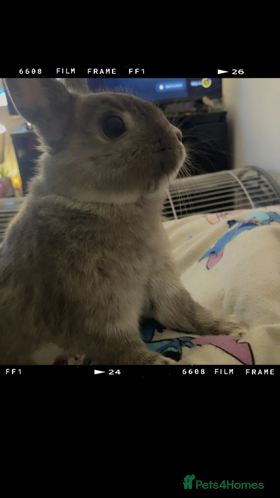 Netherland Dwarf rabbits for sale: Rehoming my rabbit in ELY - Advert 2