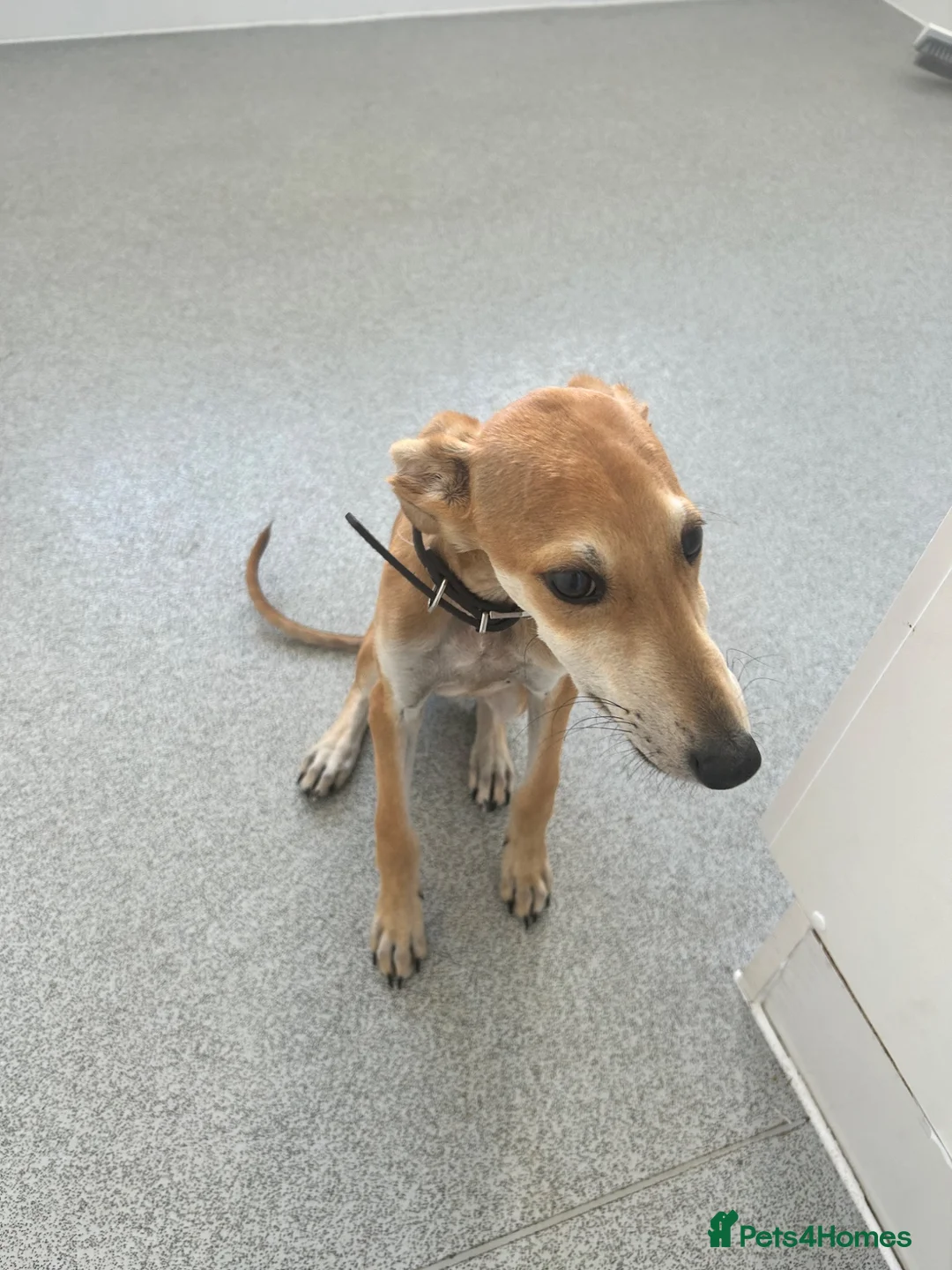 Whippet dogs for sale: Suluki whippet cross collie greyhound  in Farnham - Advert 5