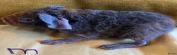Guinea Pig rodents for sale: Skinny pig pups. Boys only  - Advert 8
