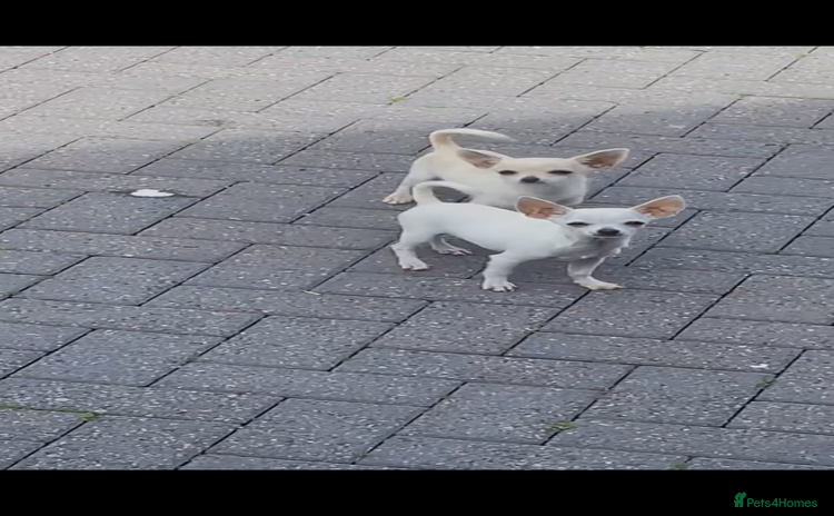Chihuahua dogs - Advert 1