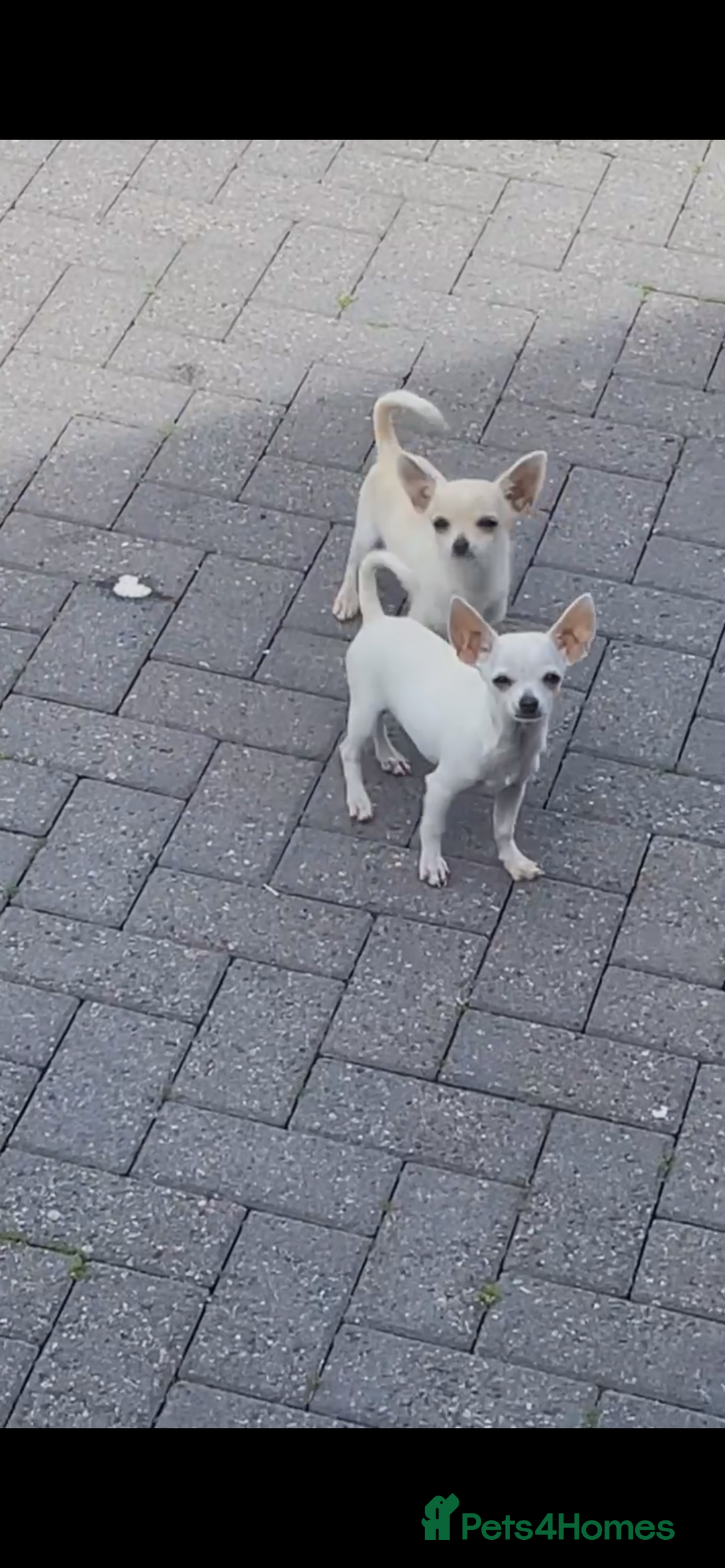 Chihuahua dogs for sale: Chihuahua puppy’s  - Image 1