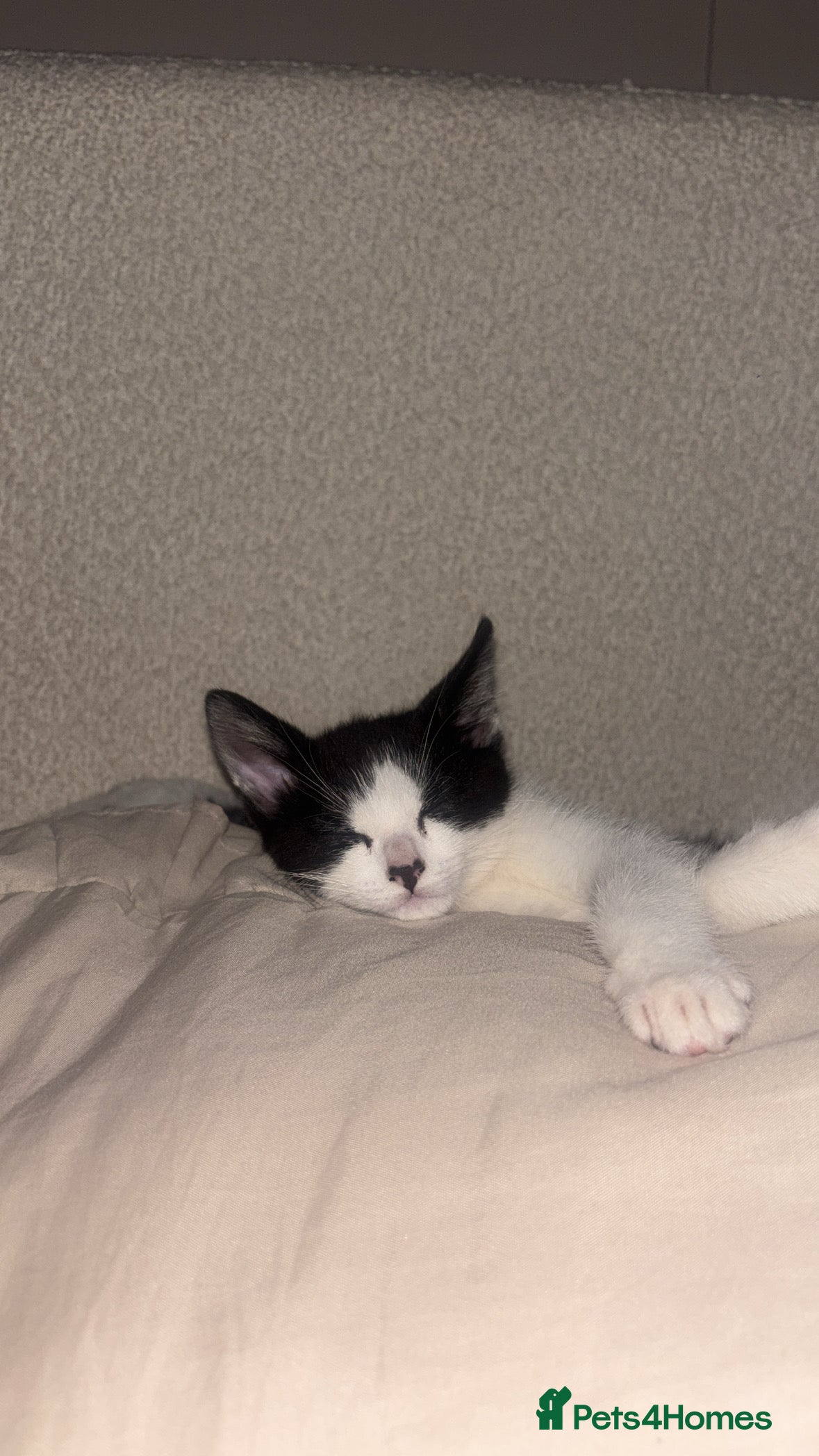 Mixed Breed cats 2 beautiful male cats for sale - Advert 2