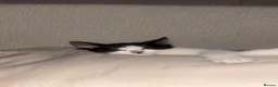Mixed Breed cats for sale: 2 beautiful male cats for sale - Advert 2