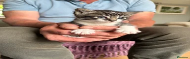Mixed Breed Kitten 2
