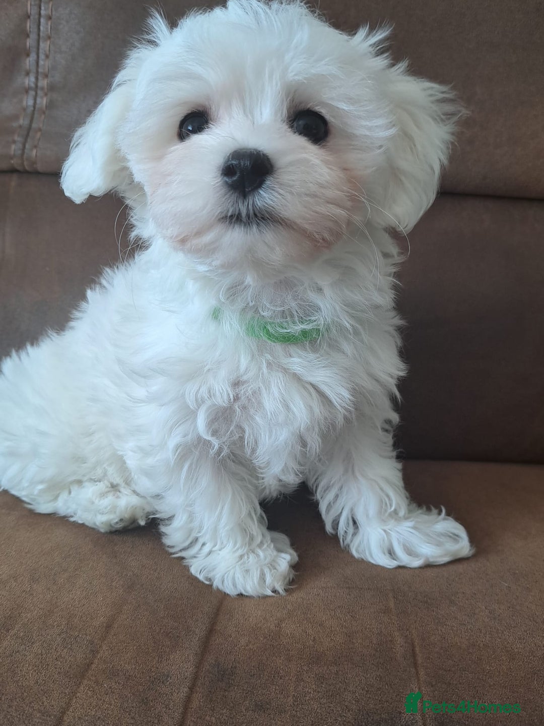 Maltese dogs for sale: Adorable Maltese Puppies For Sale❤️ - Image 15
