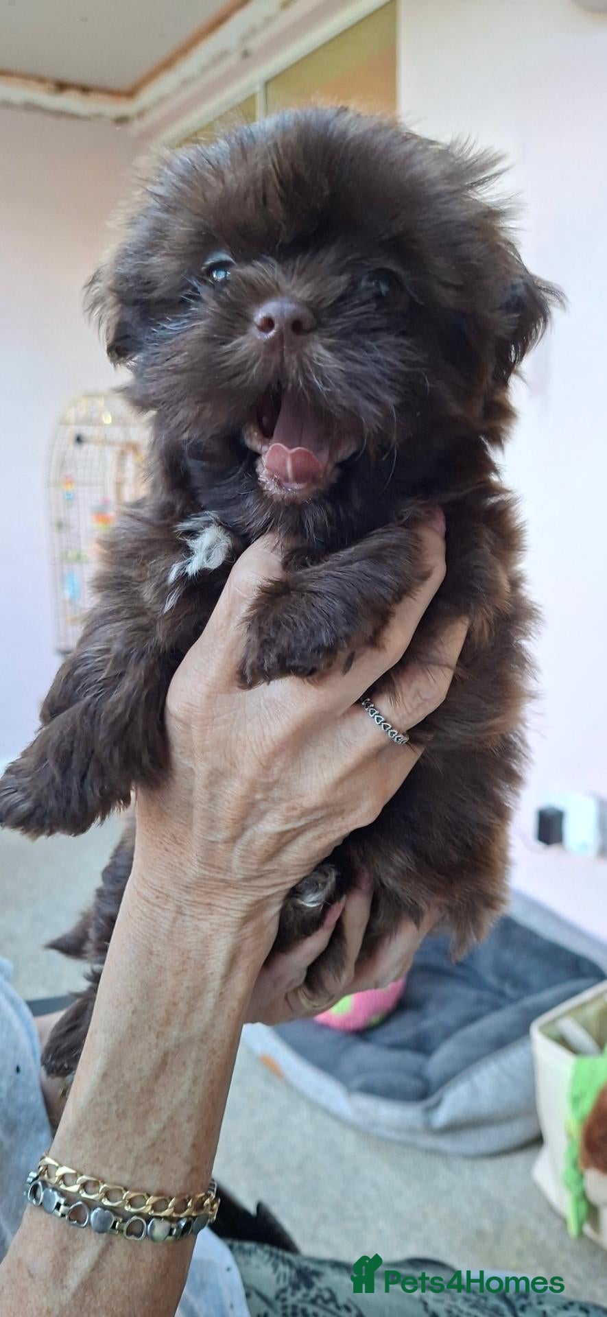 Shih Tzu dogs 5 beautiful KC reg shih Tzu puppies  - Advert 1