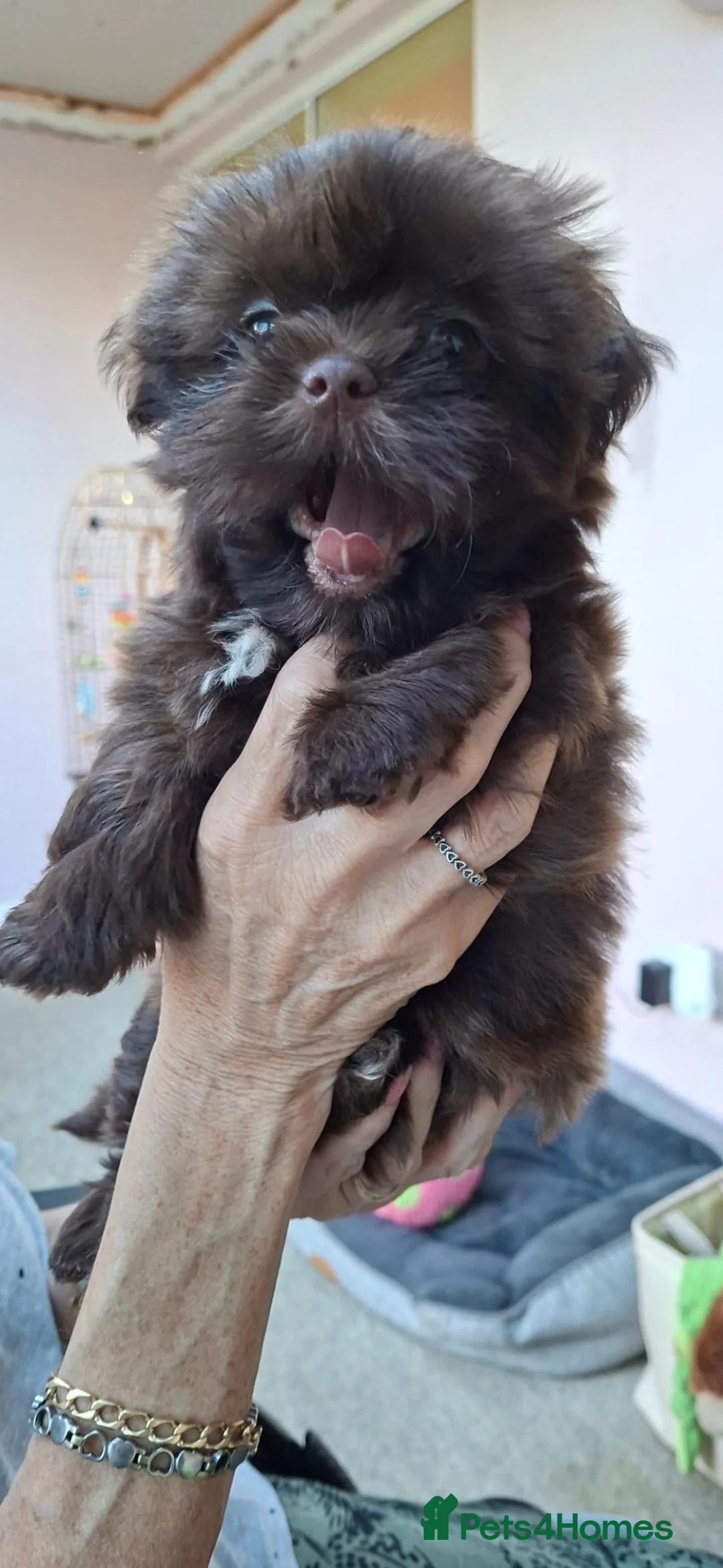 Shih Tzu dogs for sale: 5 beautiful KC reg shih Tzu puppies  - Advert 1