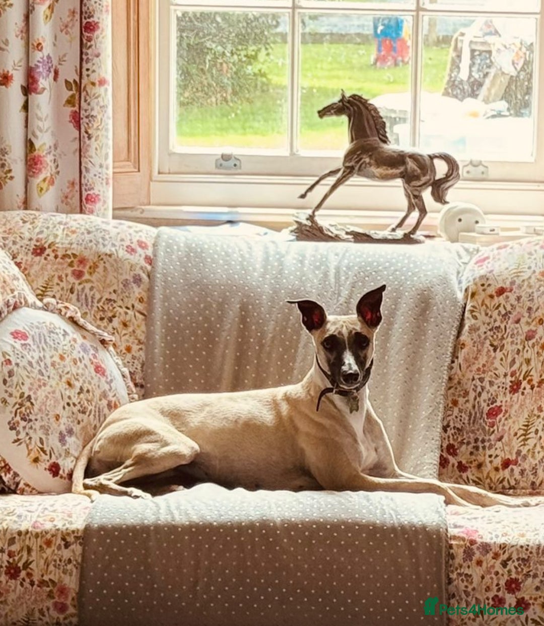 Whippet dogs for sale: Beautiful KC Whippet pups 5 boys - Image 24
