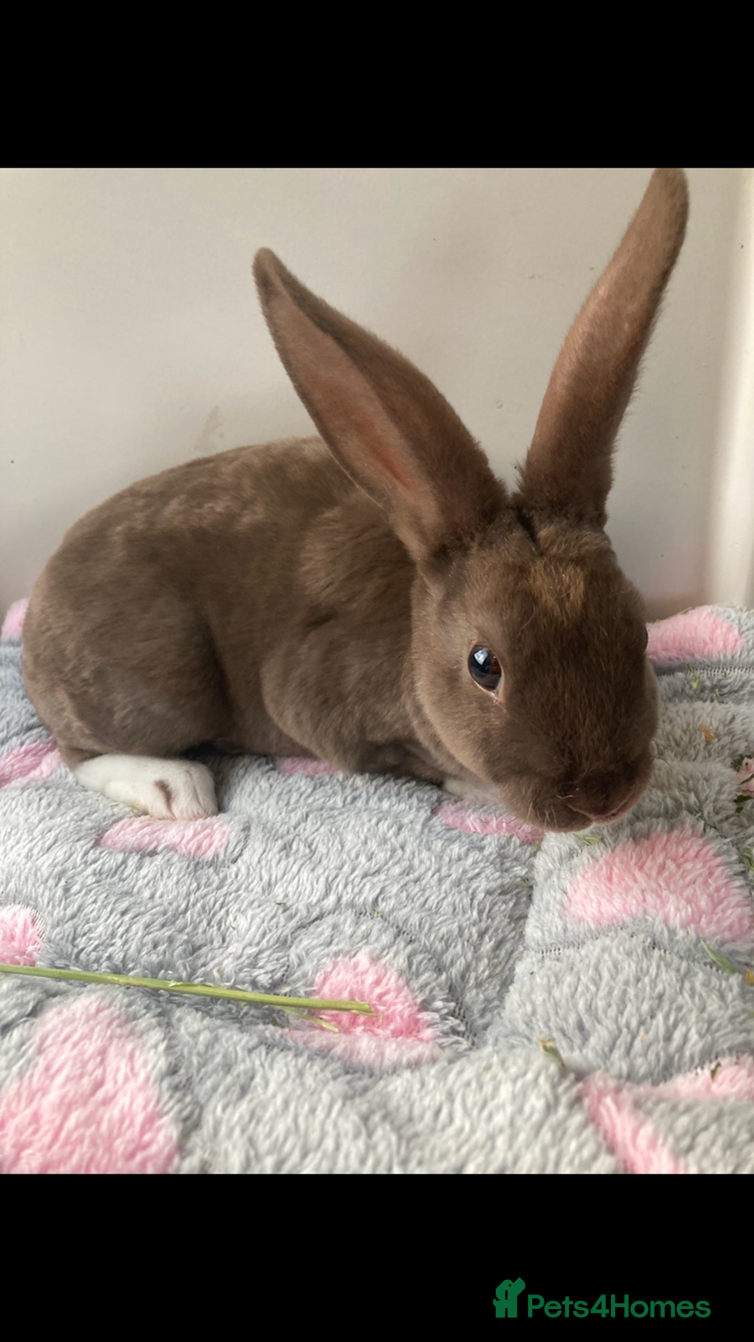 Mini Lop rabbits for sale: Mini Lop male & Mini Rex male - Advert 1