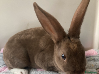 Mini Lop rabbits Mini Lop male & Mini Rex male - Advert 1