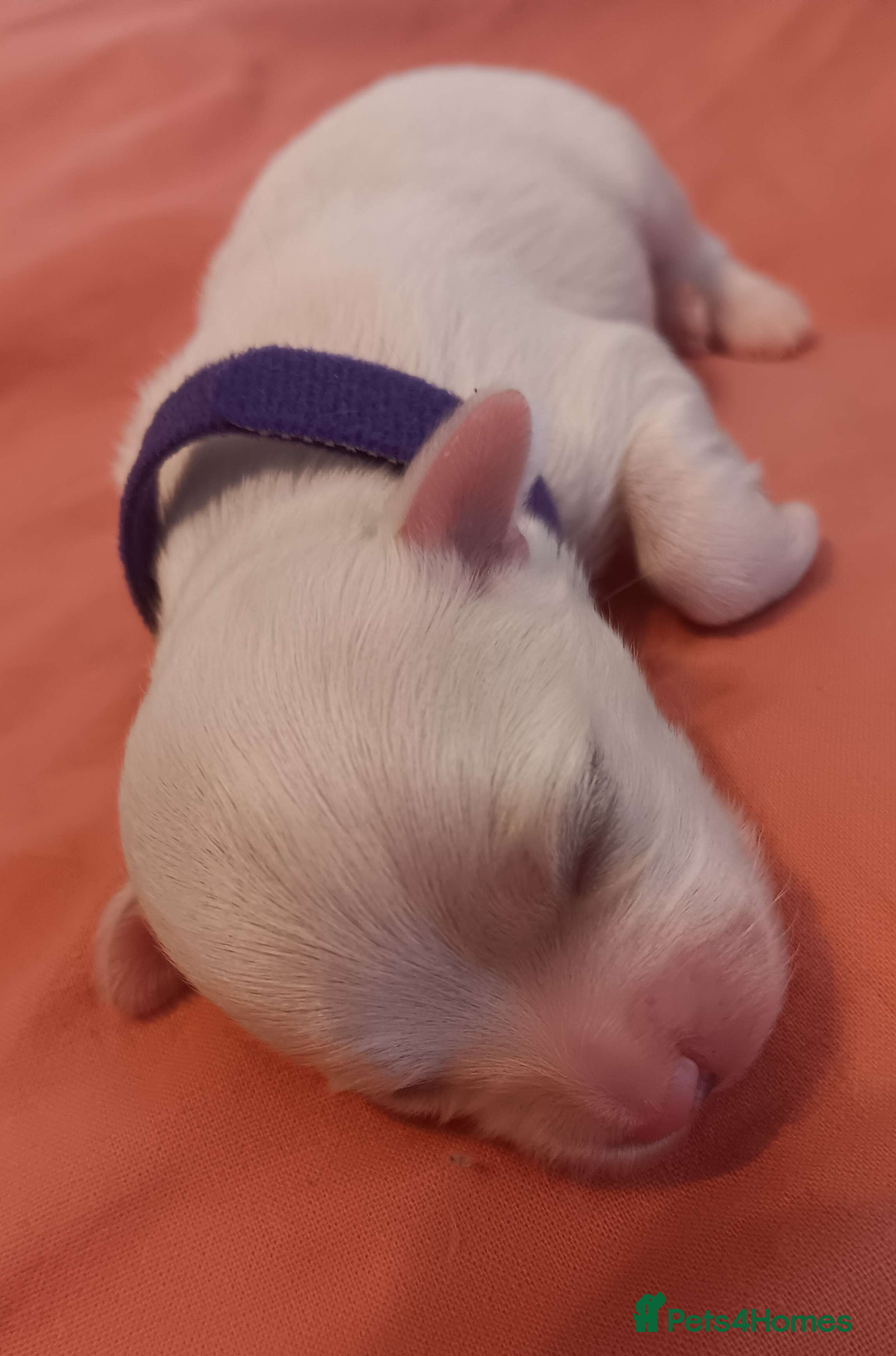 Maltese dogs for sale: 5 Male KC Maltese Puppies - Image 10