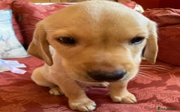 Labrador Retriever dogs for sale: Affectionate and adorable Labrador Puppies - Image 14