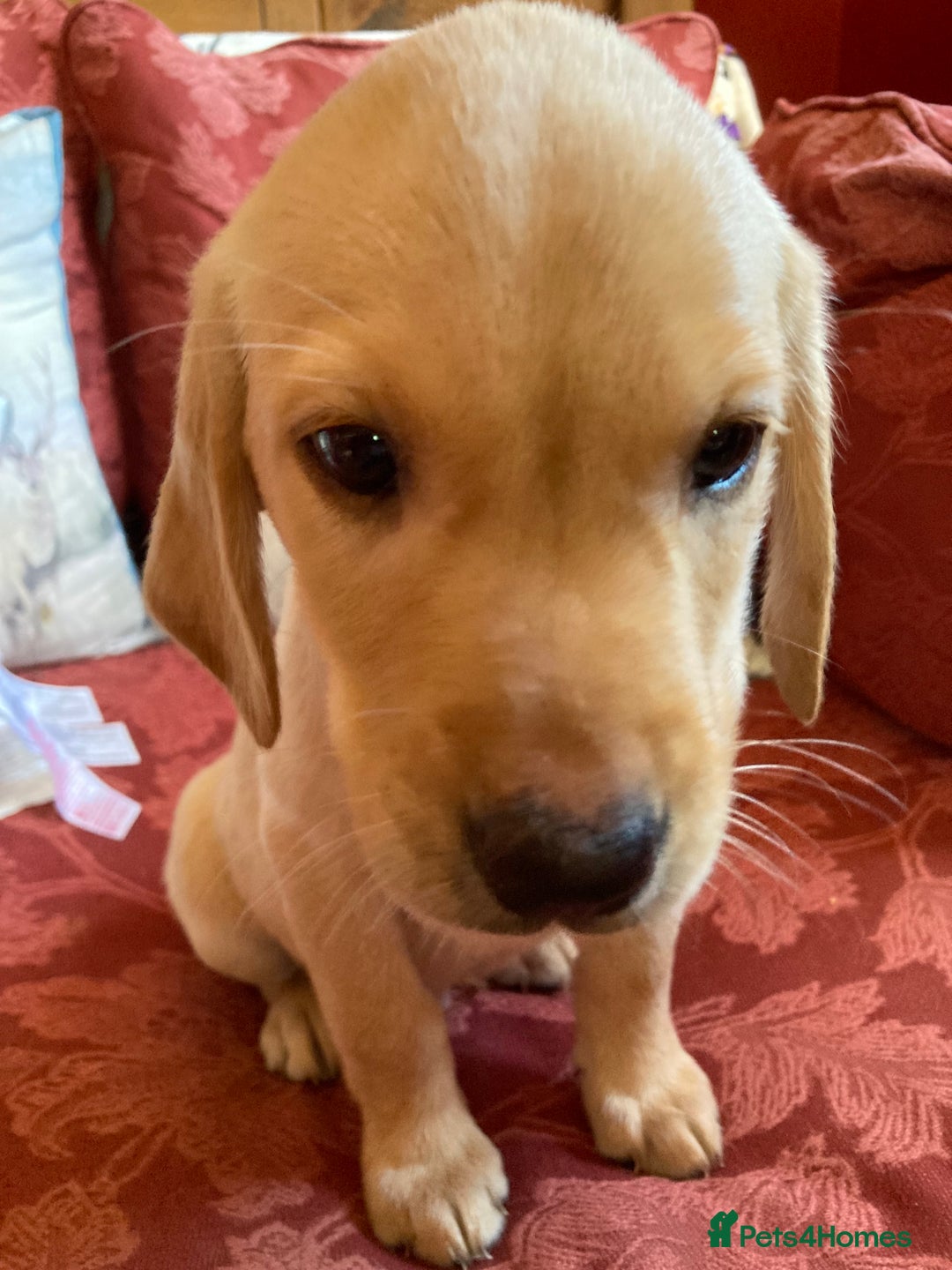 Labrador Retriever dogs for sale: Affectionate and adorable Labrador Puppies - Image 14