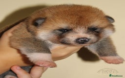 Japanese Akita Inu dogs for sale: ♥OUR PUPPIES ARRIVED♥ in Builth Wells - Image 6