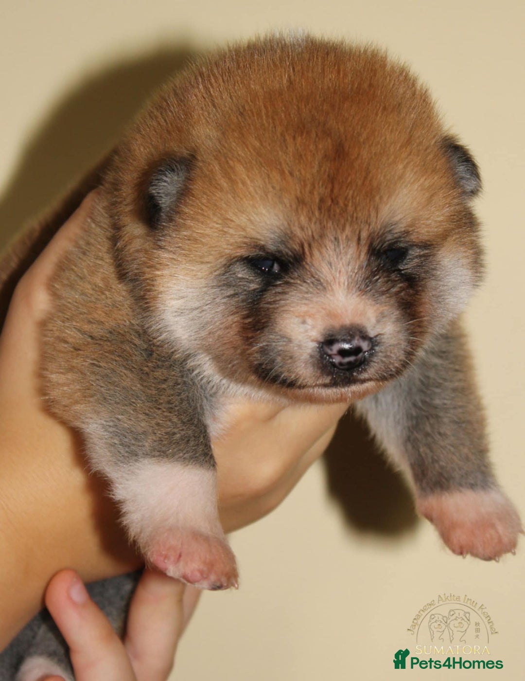 Japanese Akita Inu dogs for sale: ♥OUR PUPPIES ARRIVED♥ in Builth Wells - Image 6