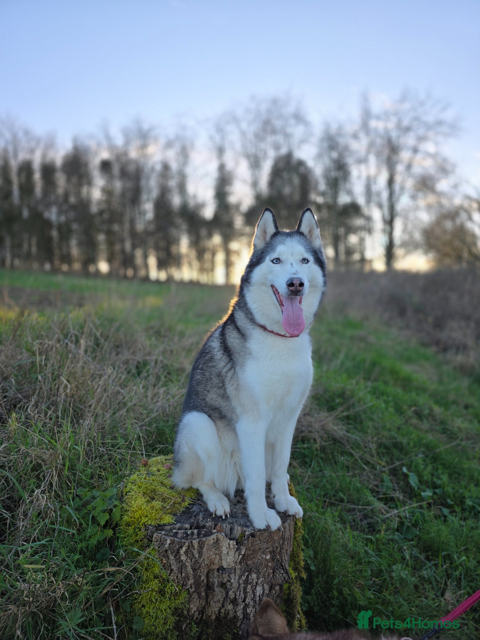 Siberian Husky dogs Needing forever home - Advert 2