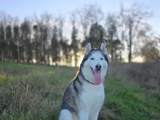 Siberian Husky dogs Needing forever home - Advert 2