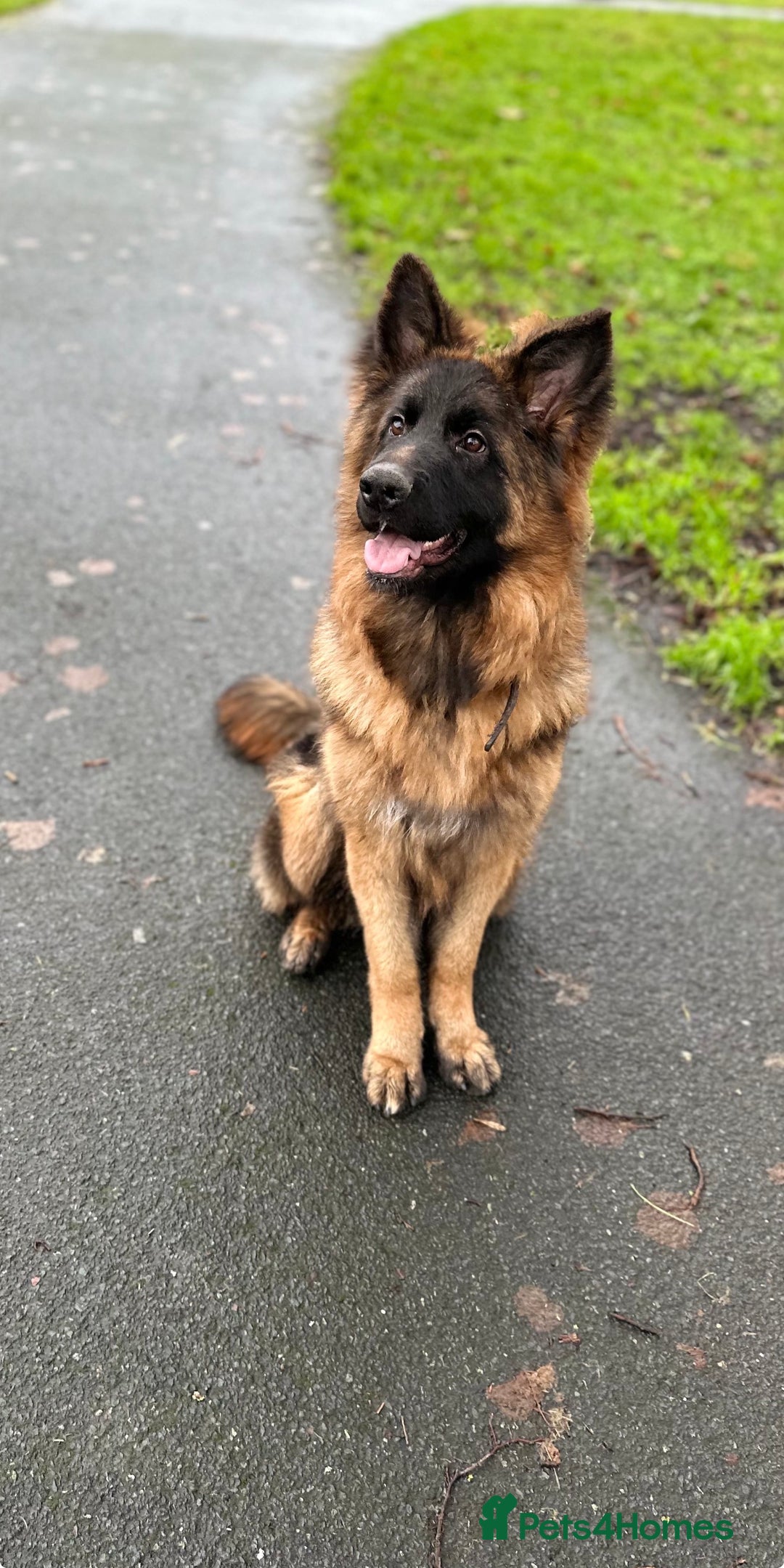 German Shepherd dogs for sale: Bloodline German shepherd puppy’s  - Advert 2