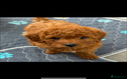 Cavapoo dogs for sale: Beautiful Cavapoo from DNA health tested parents  - Image 5