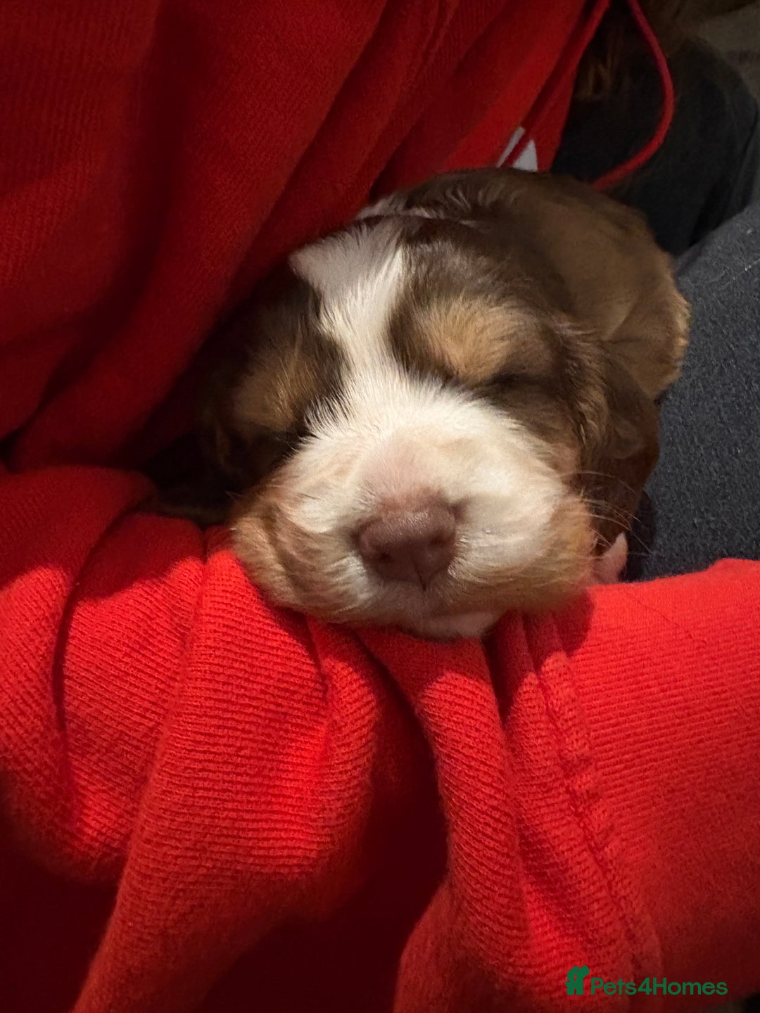 Cocker Spaniel dogs for sale: FEMALE CHOC WORKING COCKER LEFT! - Advert 18