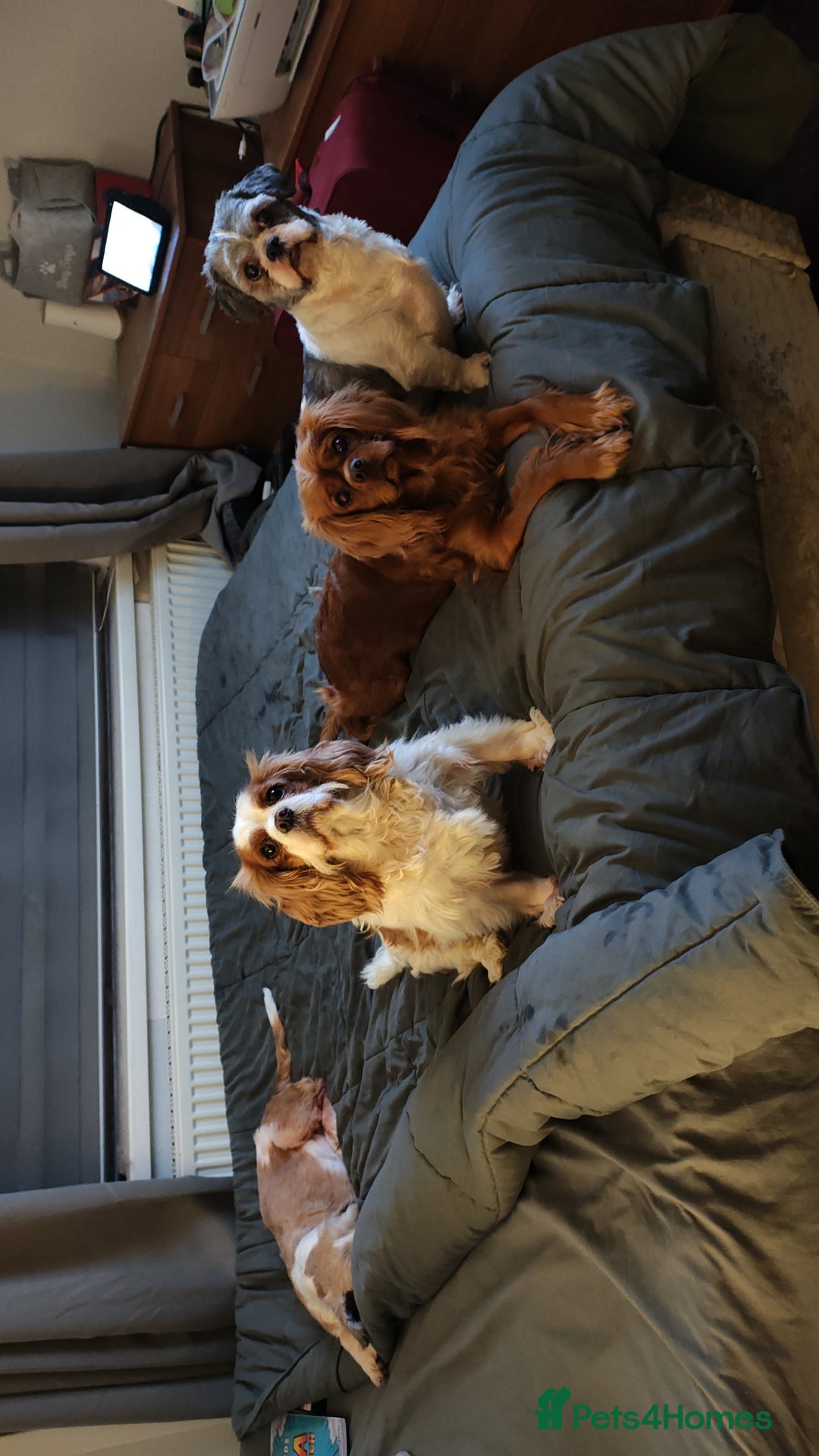 Cavalier King Charles Spaniel dogs for sale: Loving girl needing a new home  - Advert 3