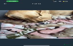 Labrador Retriever dogs for sale: Labrador Pups - Image 7