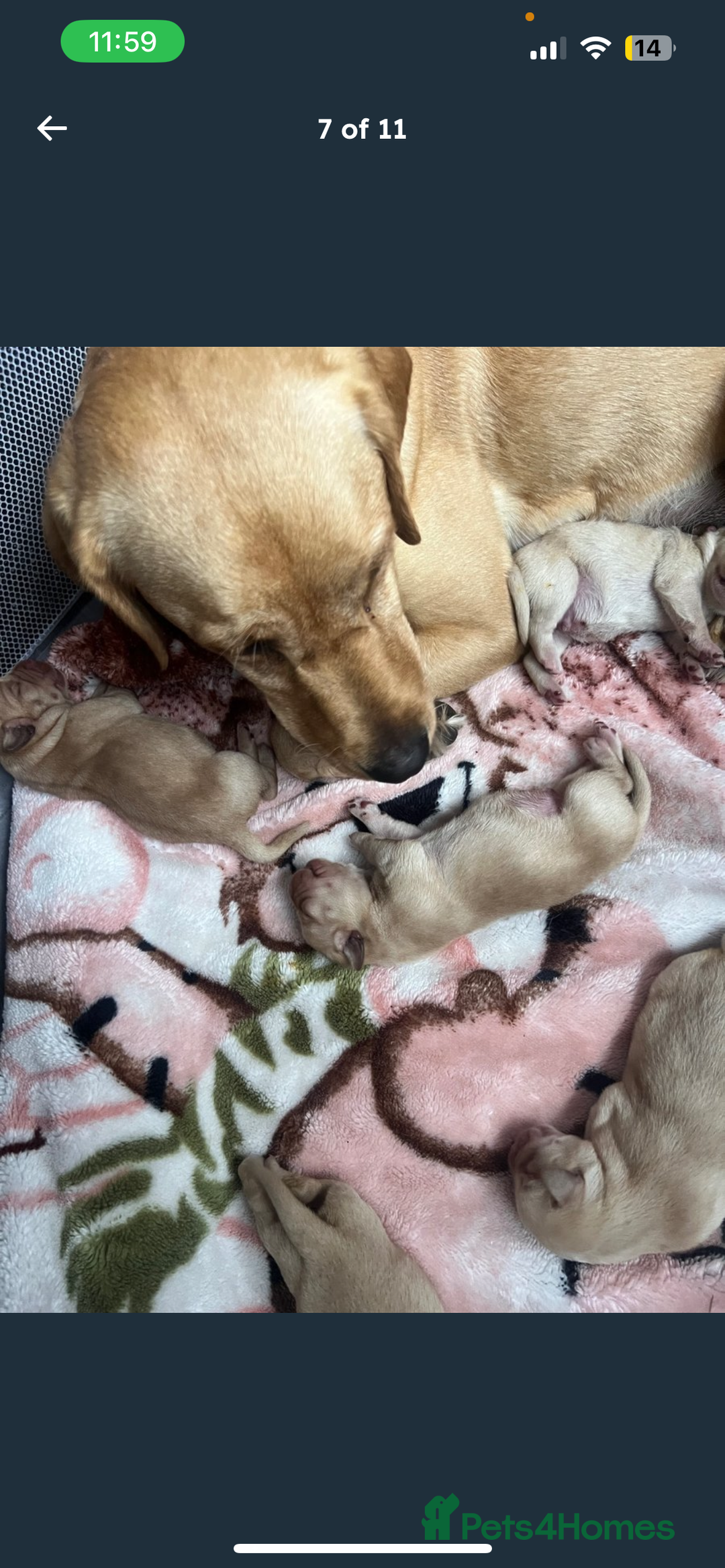 Labrador Retriever dogs for sale: Labrador Pups - Image 7