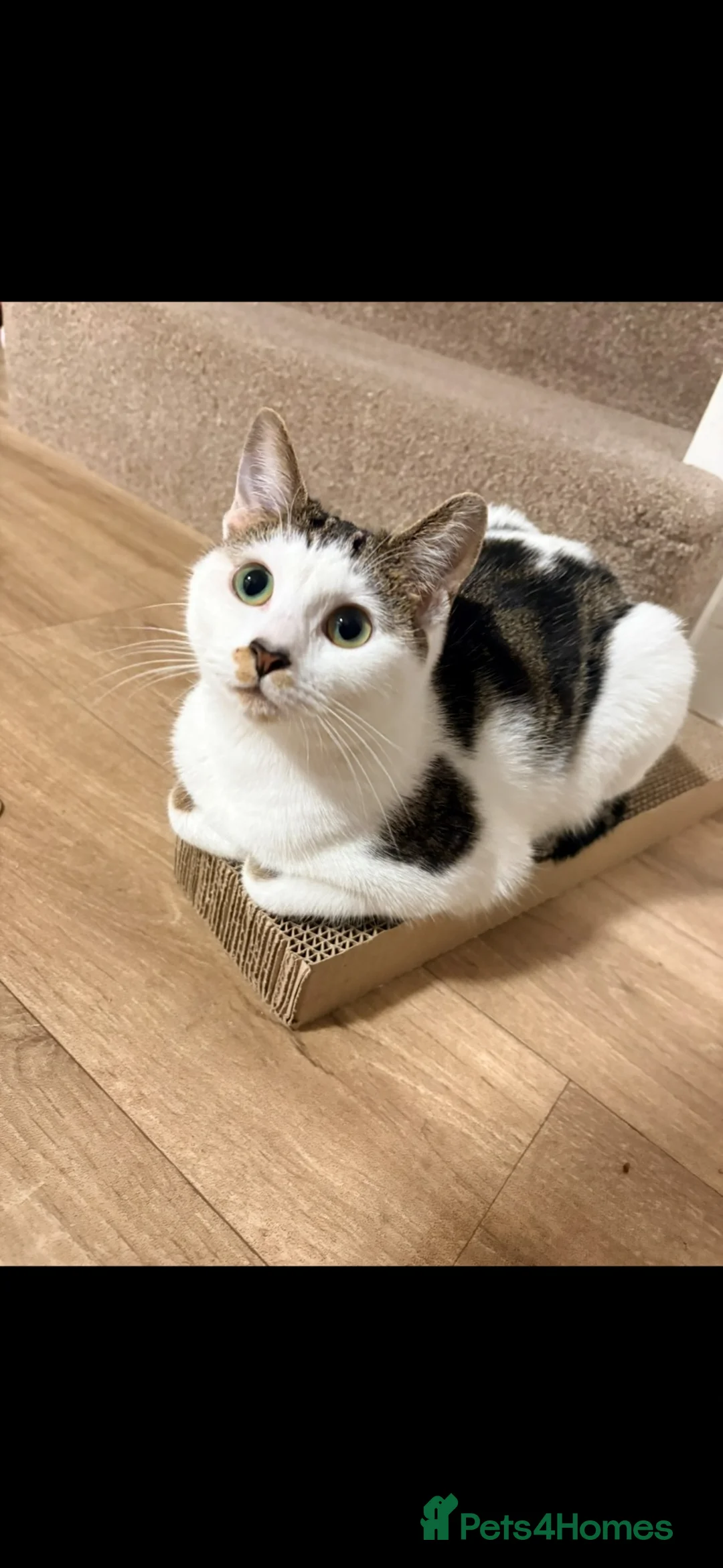 Domestic Shorthair cats for sale: Cat for sale in Canterbury - Advert 1