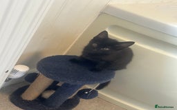 Domestic Shorthair cats for sale: Nwf cross - Image 5