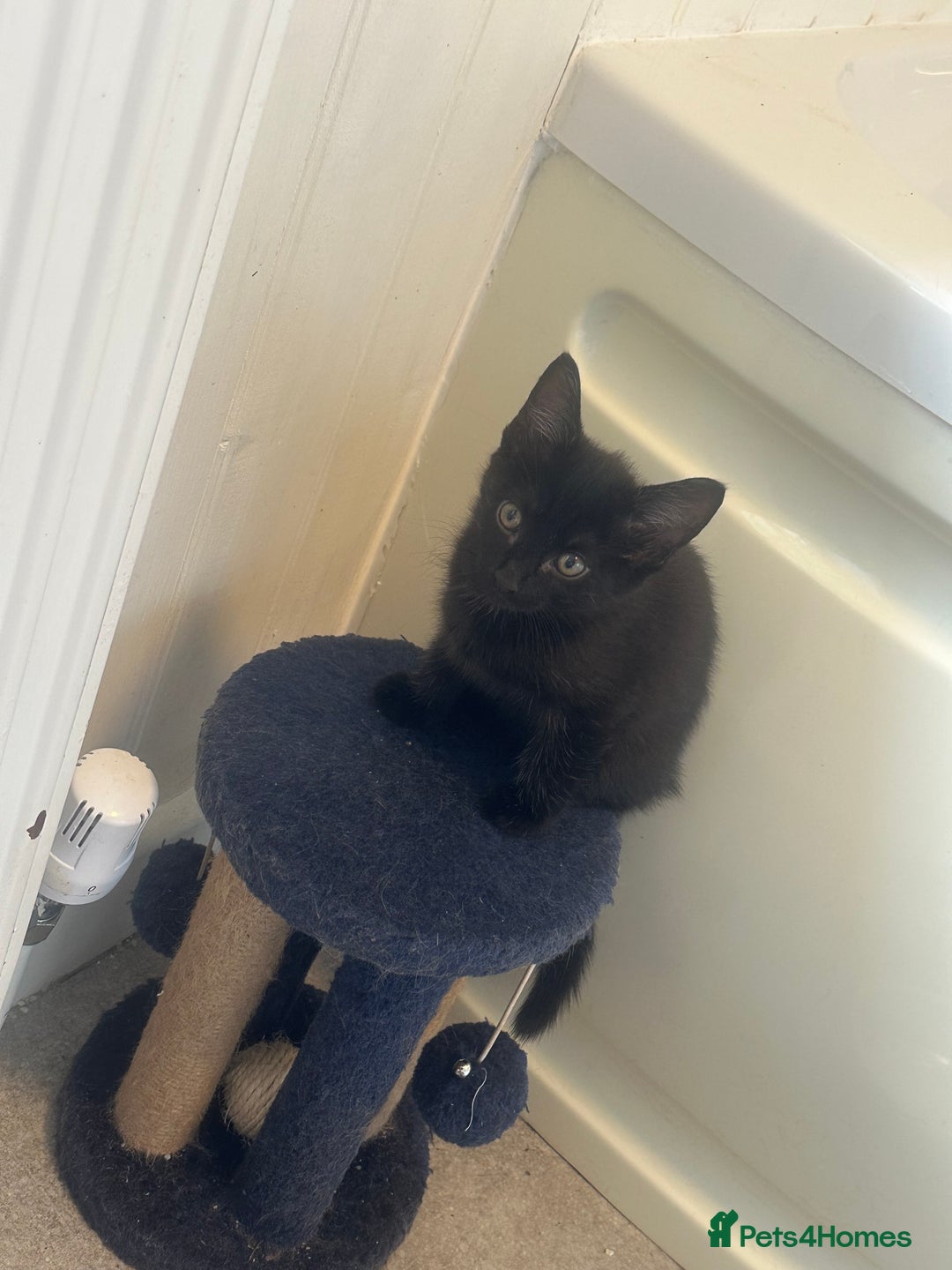 Domestic Shorthair cats for sale: Nwf cross - Image 5