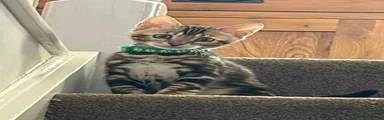 Bengal 3