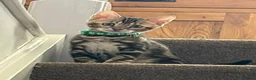 Bengal cats for sale: Pedigree Bengal Kittens - Advert 2