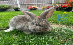 Continental Giant rabbits for sale: Two Male Continental Giant Rabbits For Sale  - Image 2