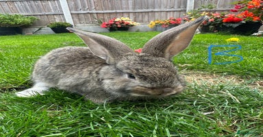 Continental Giant rabbits - Advert 12