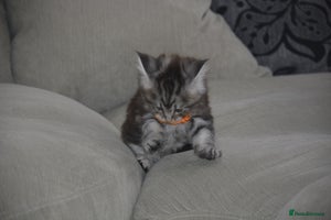 Maine Coon cats - Advert 8