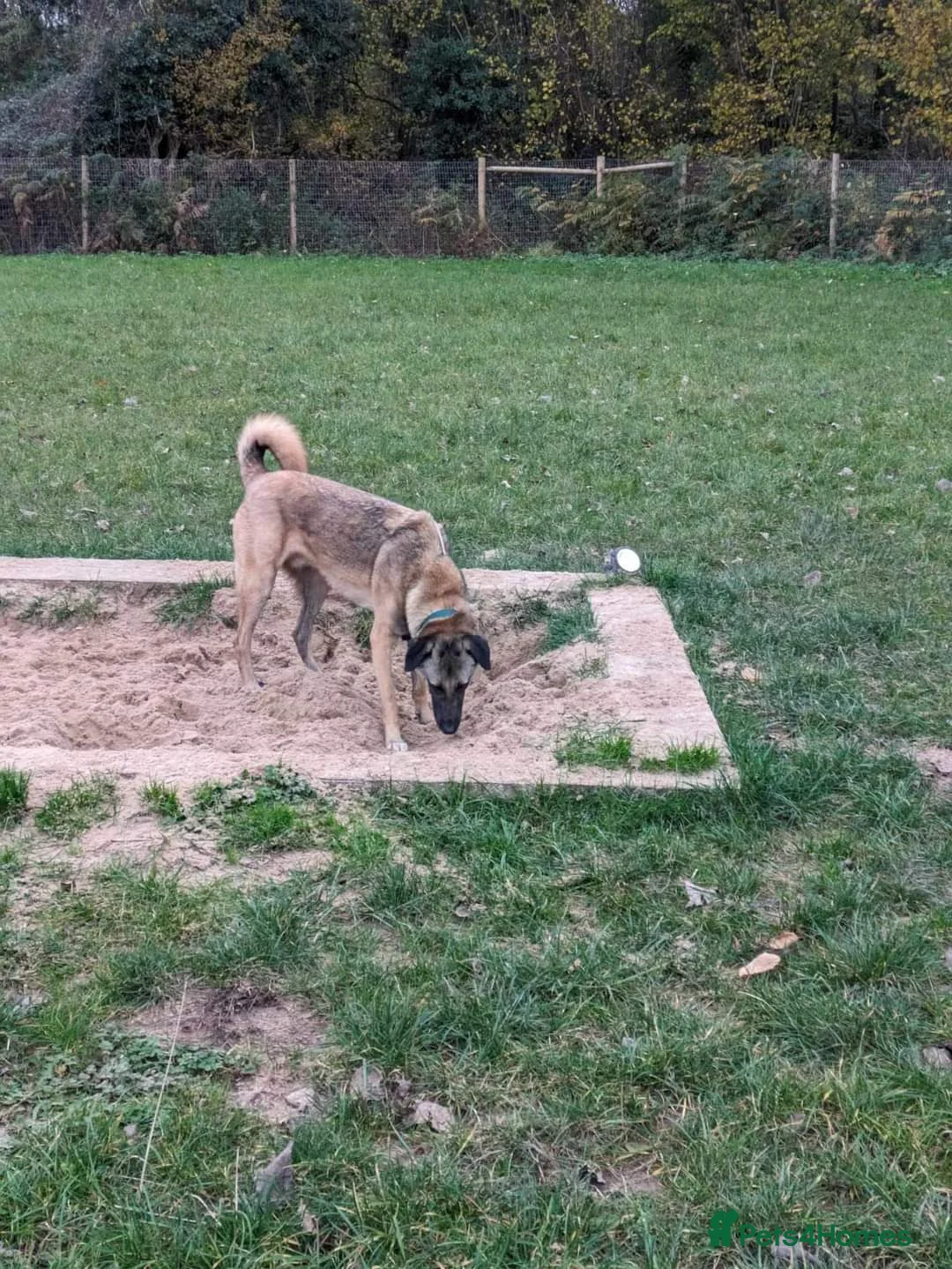 Mixed Breed dogs for adoption: Meet Pickle, currently residing in Wales in Barry - Advert 5