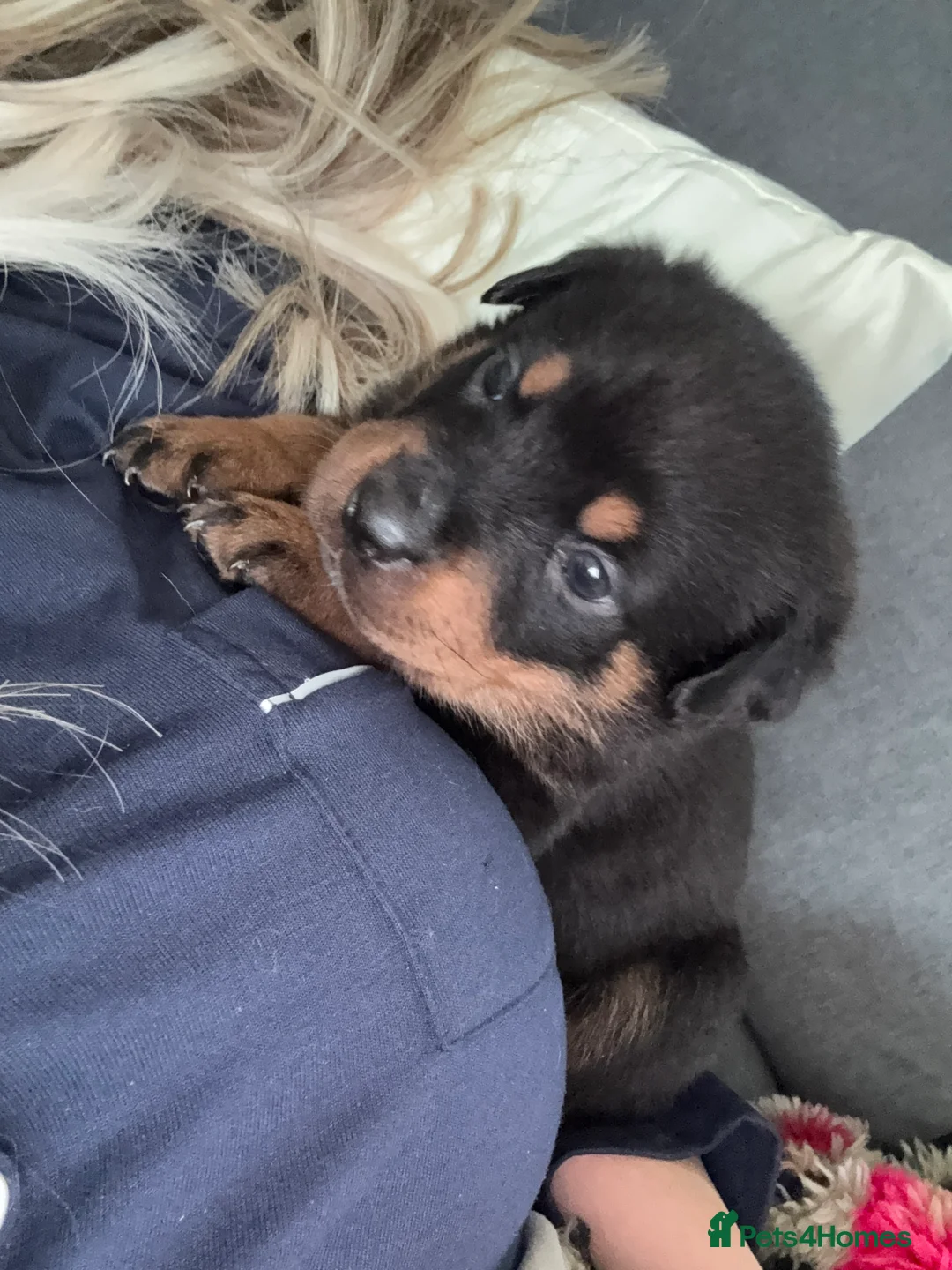 Rottweiler dogs for sale: rottweiler puppys - Advert 2