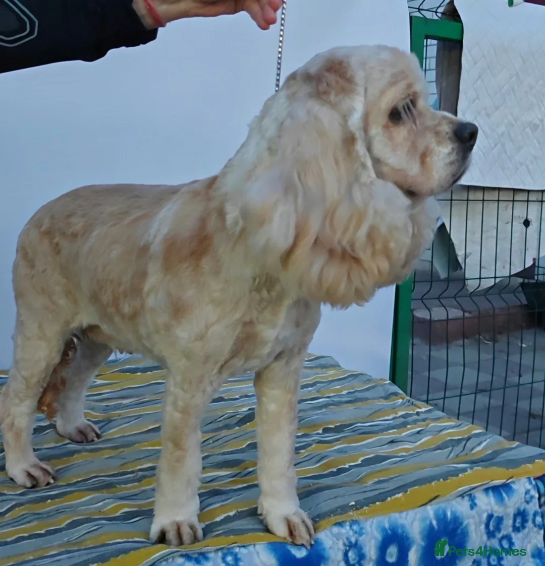 Cocker Spaniel dogs for adoption: 🐾 AMBER – Cocker Spaniel - Advert 2