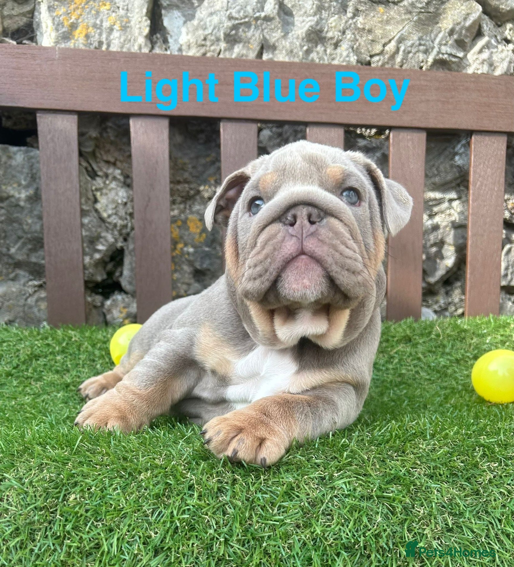 English Bulldog dogs KC Registered English bulldog puppies ❤️💙 - Advert 5