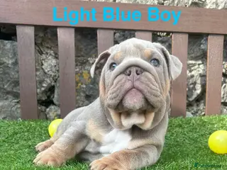 English Bulldog dogs KC Registered English bulldog puppies ❤️💙 - Advert 5